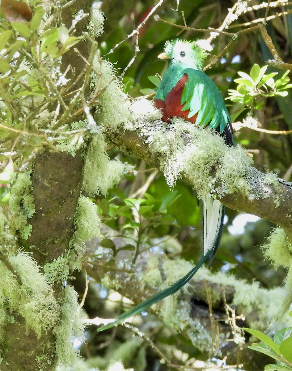 Resplendent Quetzal - ML642933978