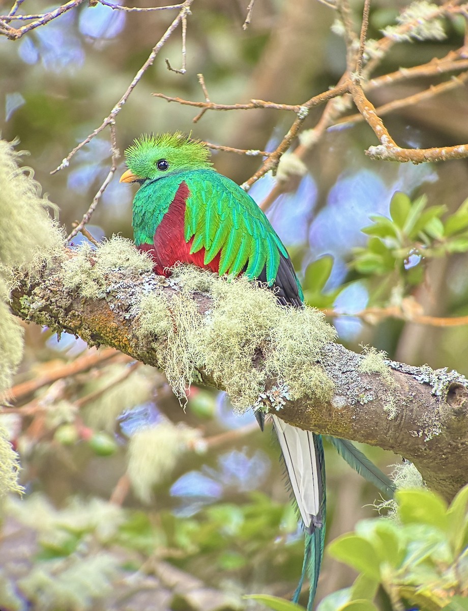 Resplendent Quetzal - ML642933980