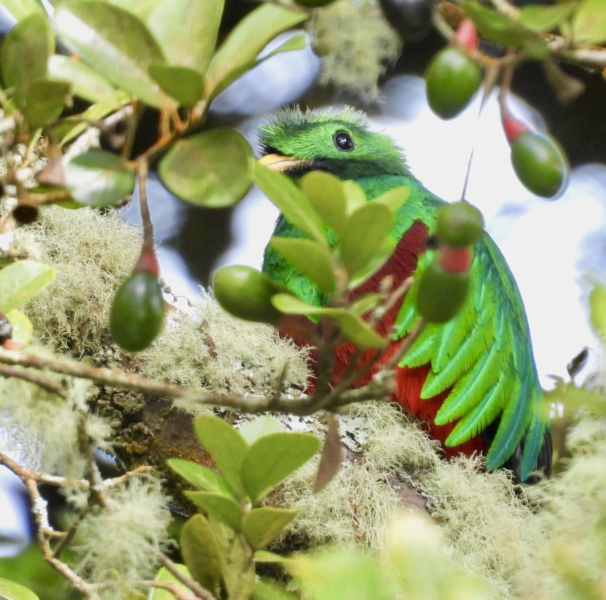 Resplendent Quetzal - ML642933981