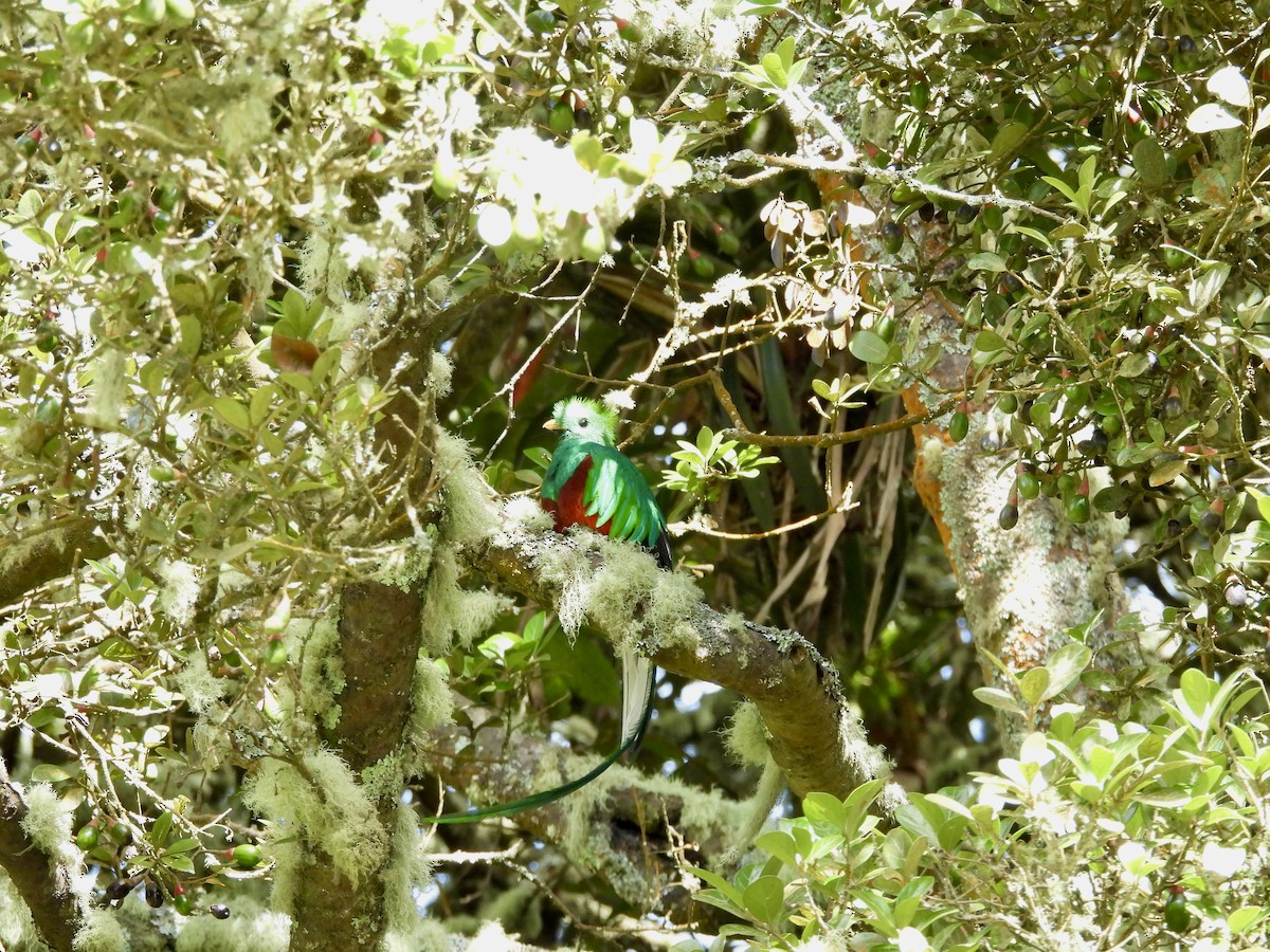 Resplendent Quetzal - ML642933983