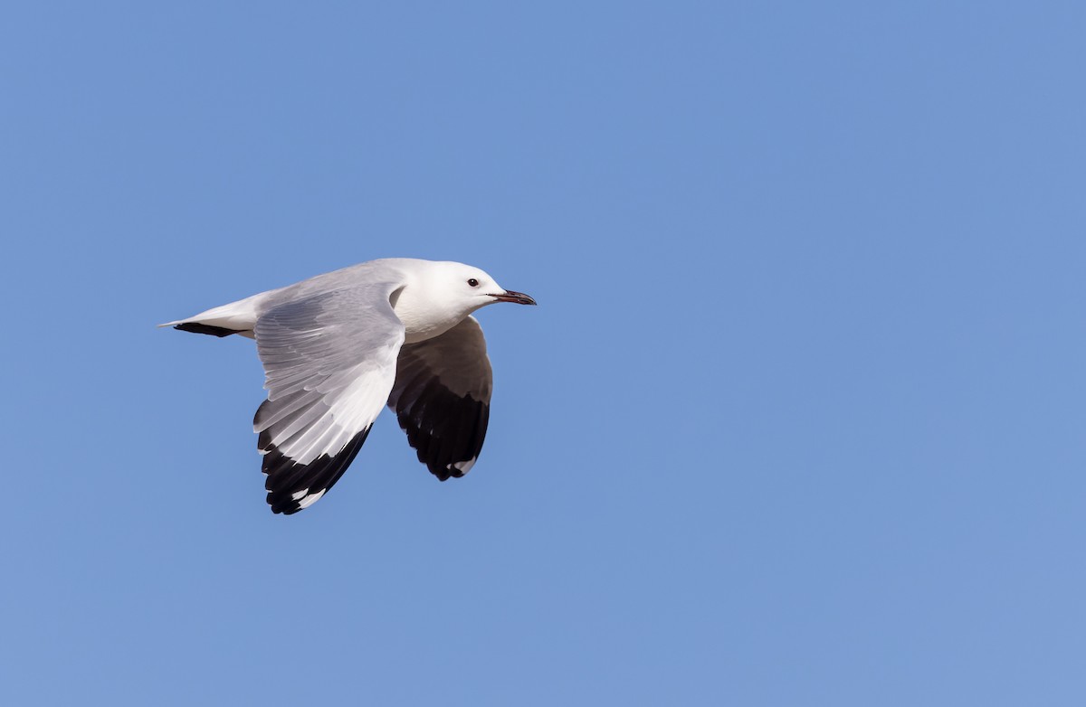 Hartlaub's Gull - ML642933987