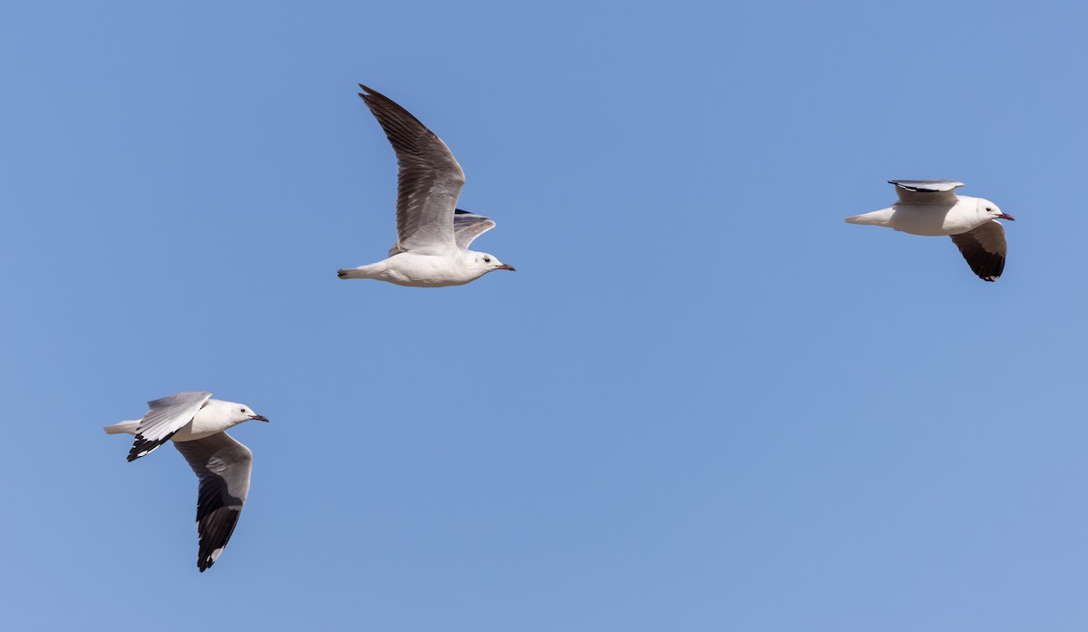 Hartlaub's Gull - ML642933988