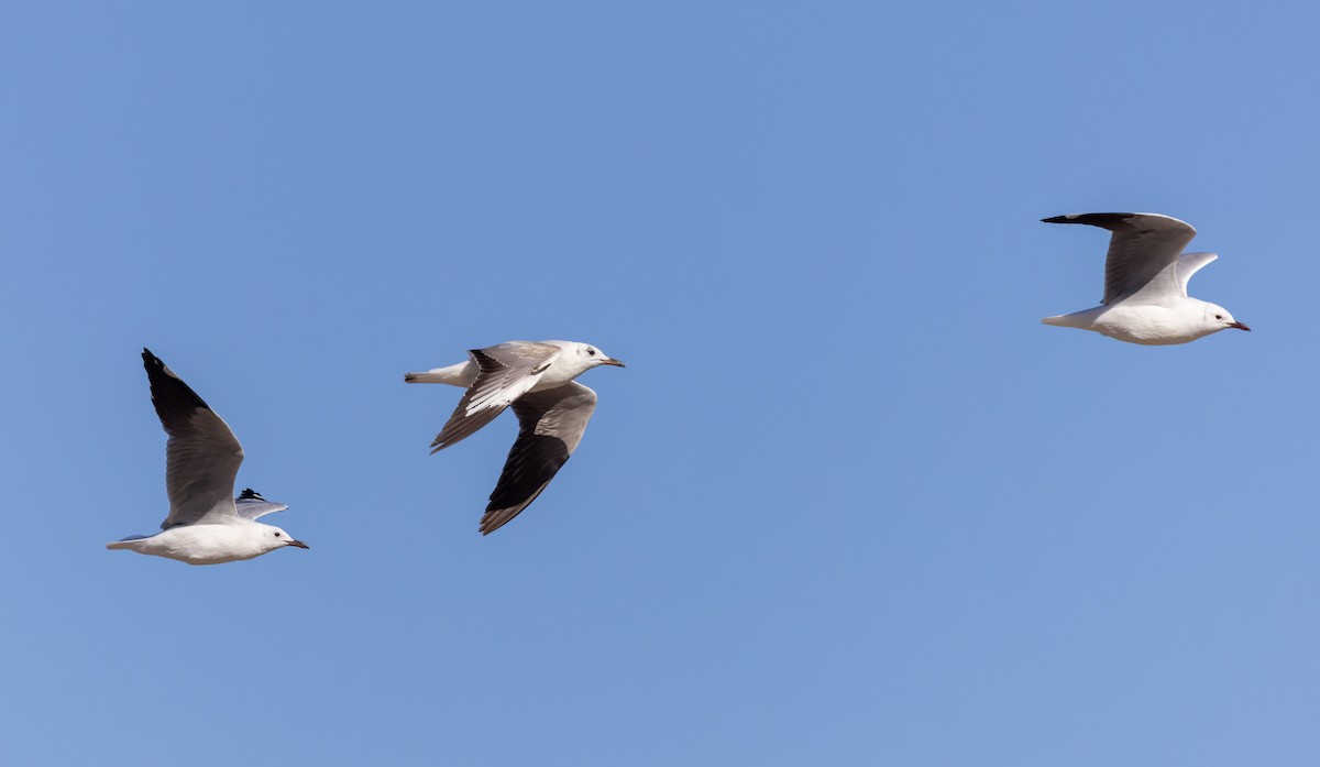 Hartlaub's Gull - ML642933989