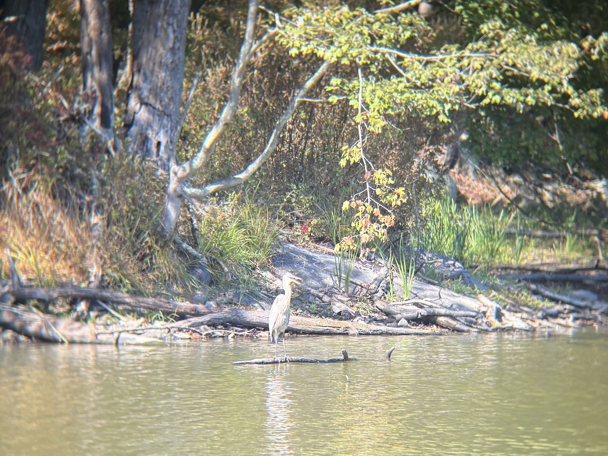 Great Blue Heron - ML642933990