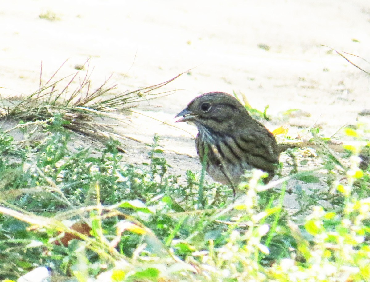 Lincoln's Sparrow - ML642933993