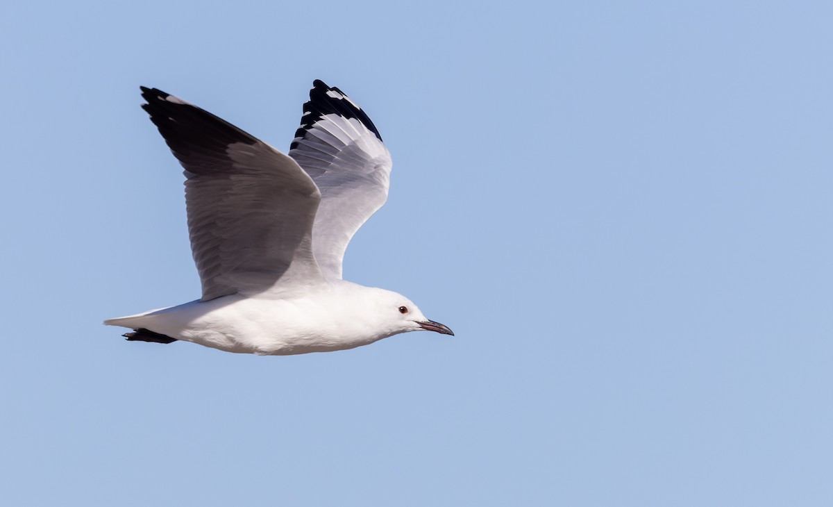 Hartlaub's Gull - ML642934009