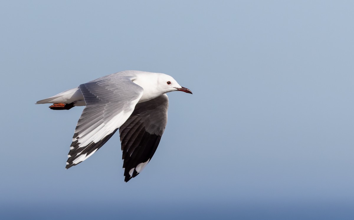 Hartlaub's Gull - ML642934012