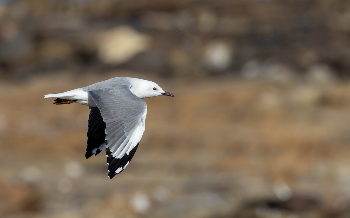 Hartlaub's Gull - ML642934013