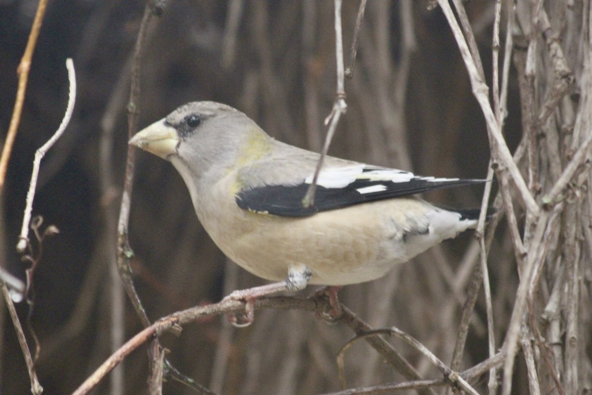 Evening Grosbeak - ML642934014