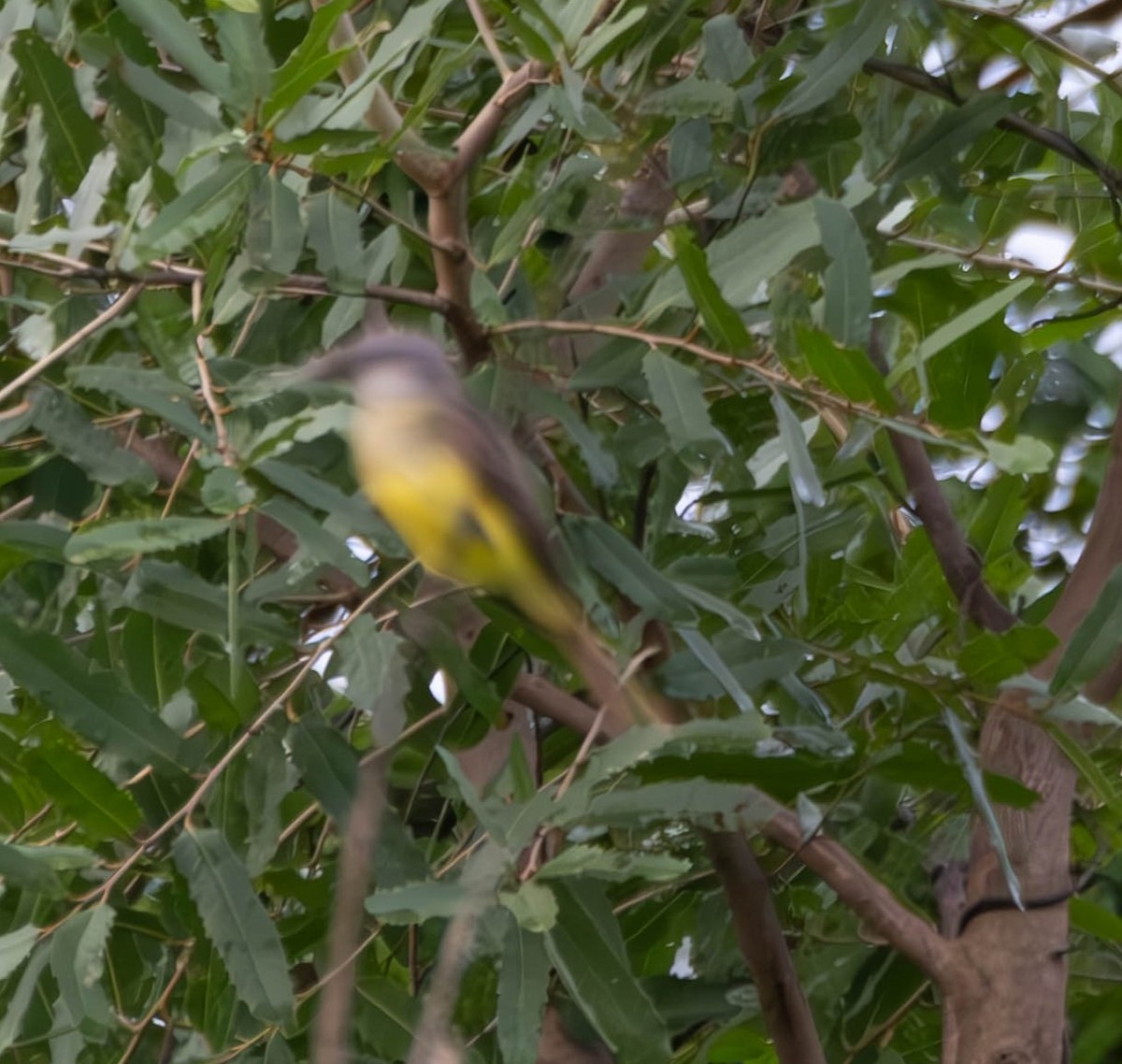 Sulphury Flycatcher - ML642934019