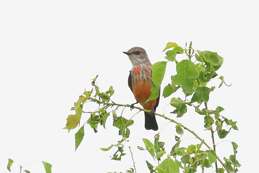 Vermilion Flycatcher - ML642934027