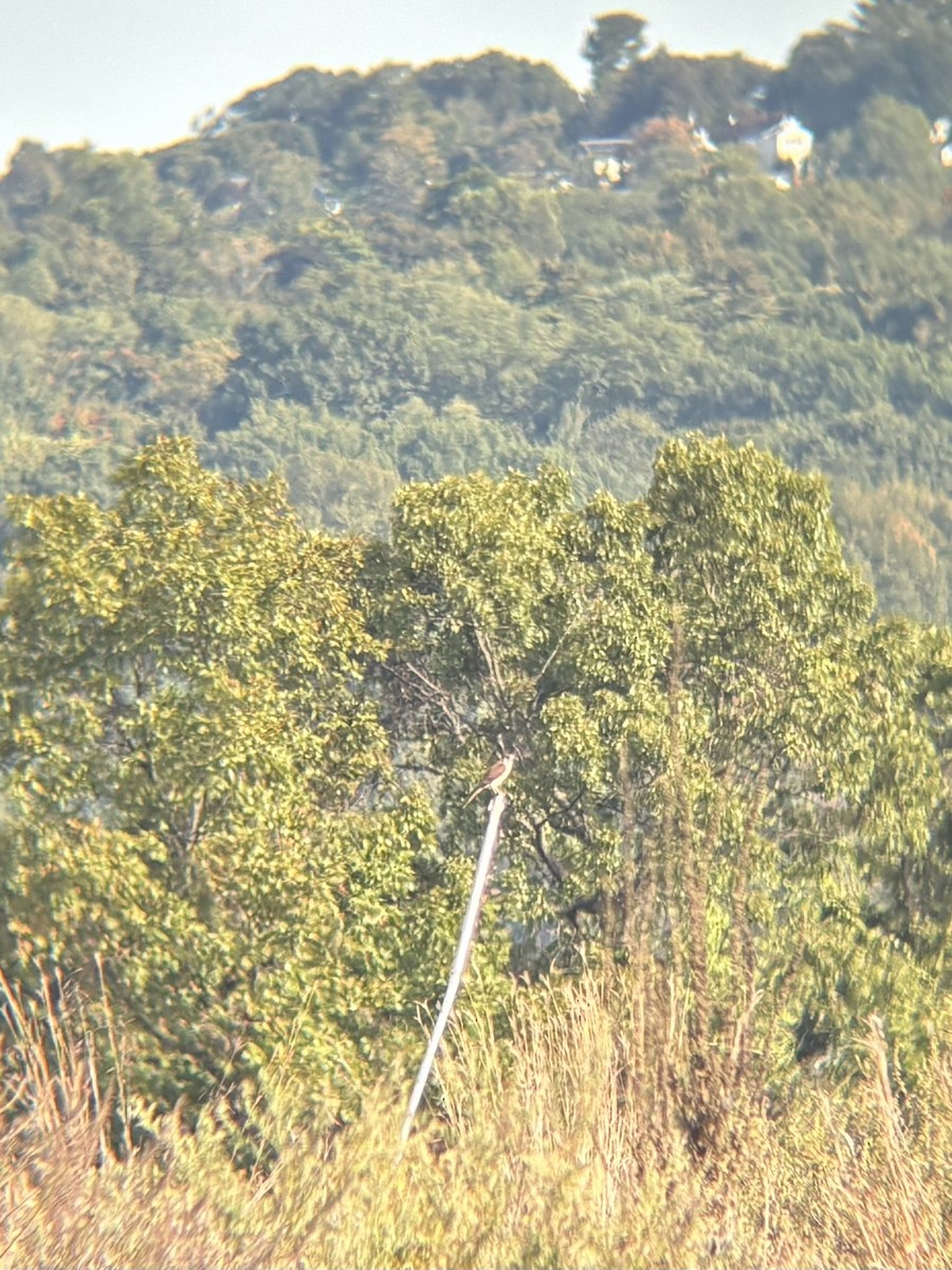 American Kestrel - ML642934028