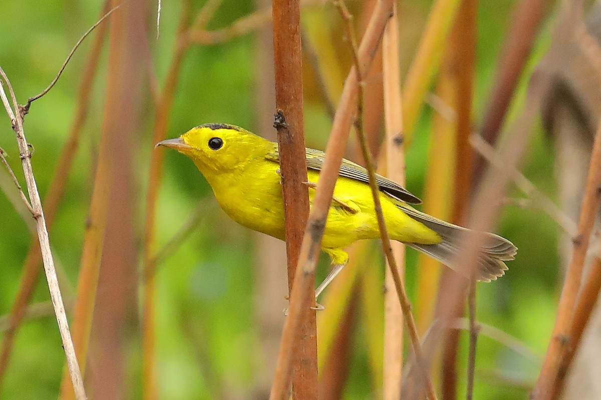 Wilson's Warbler - ML642934032