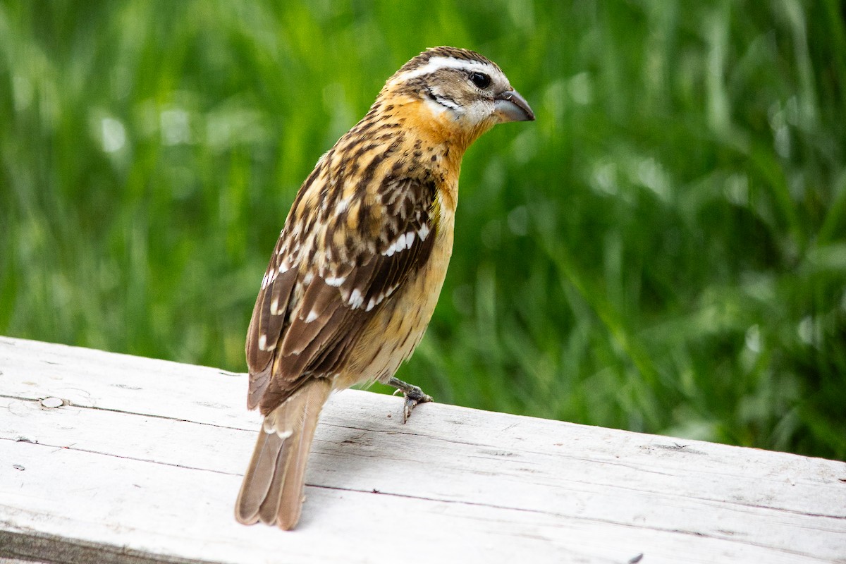 Black-headed Grosbeak - ML642934034