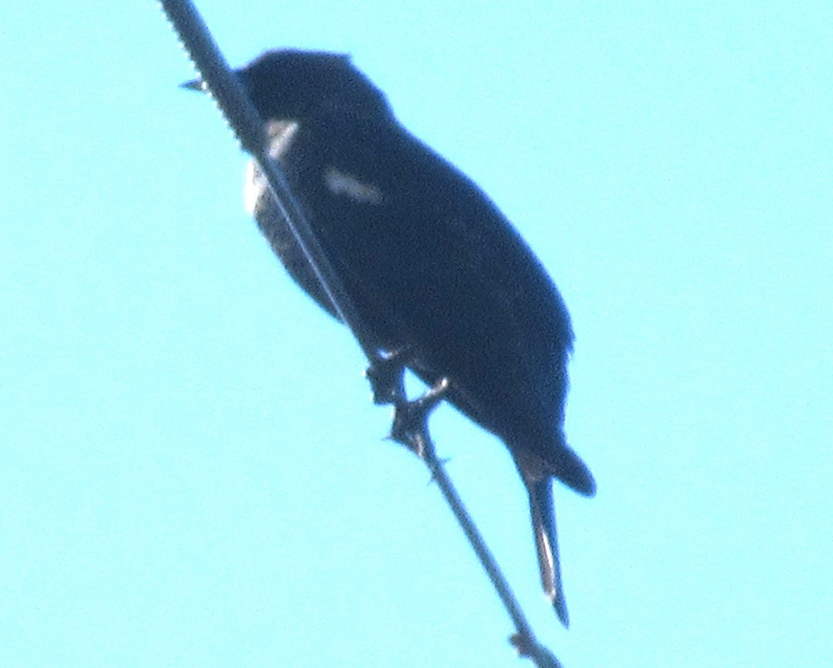 Tricolored Blackbird - ML642934044