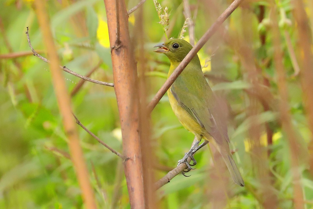 Painted Bunting - ML642934045