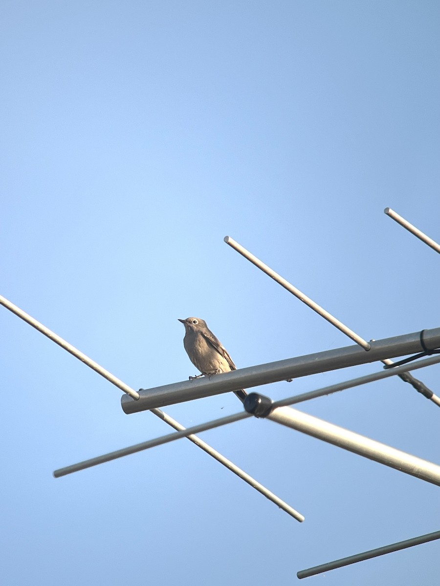 Townsend's Solitaire - ML642934047