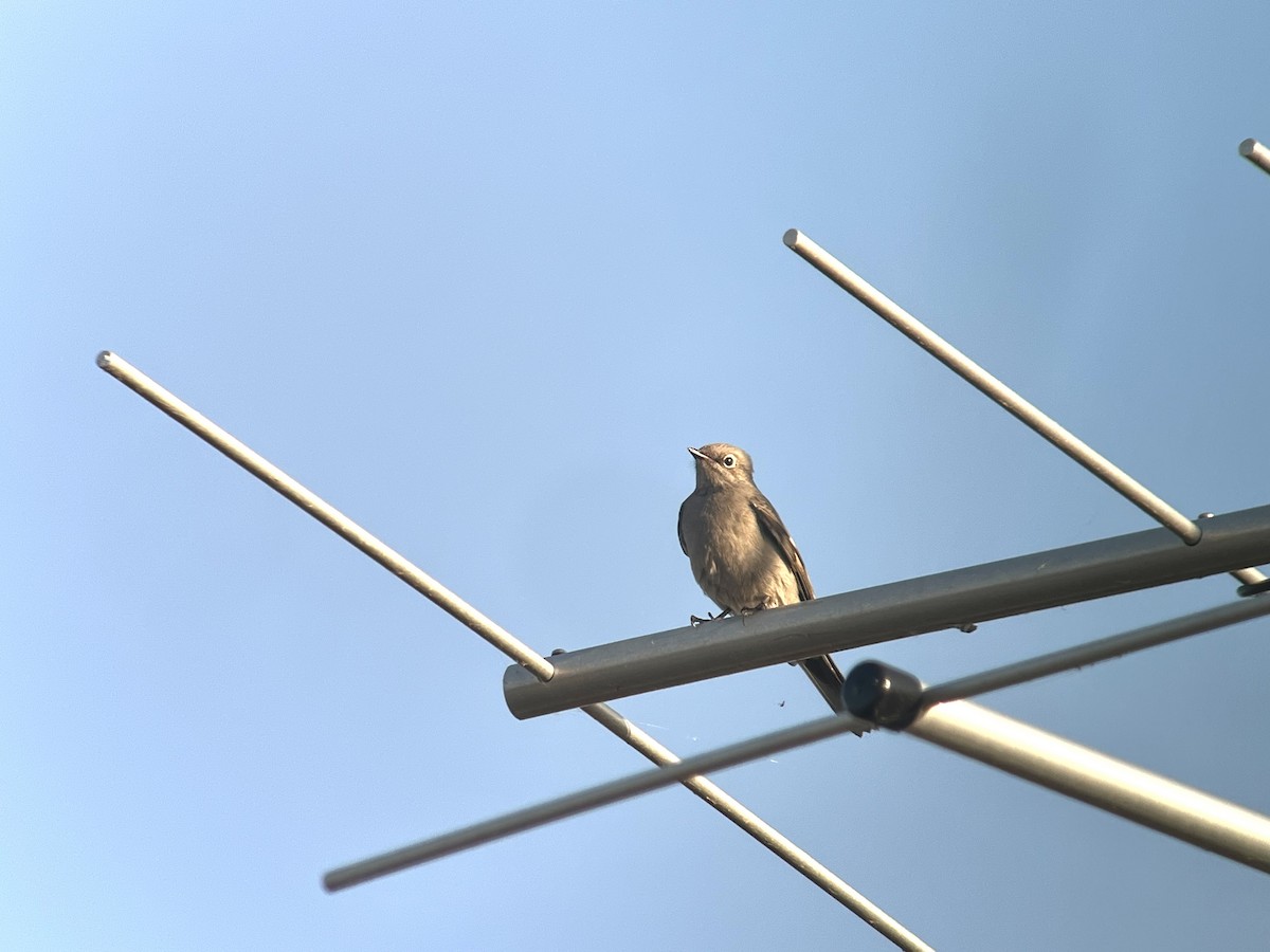 Townsend's Solitaire - ML642934048