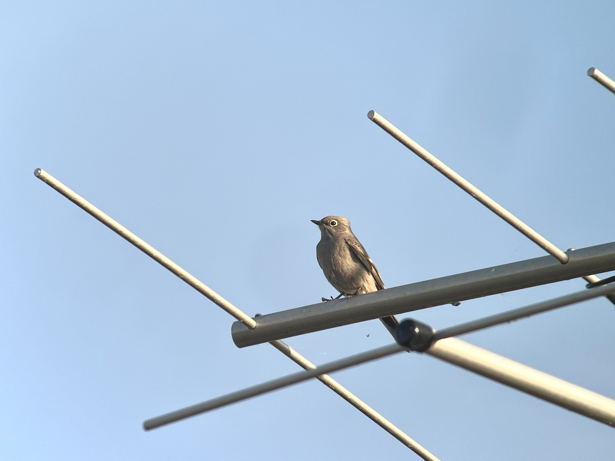 Townsend's Solitaire - ML642934049