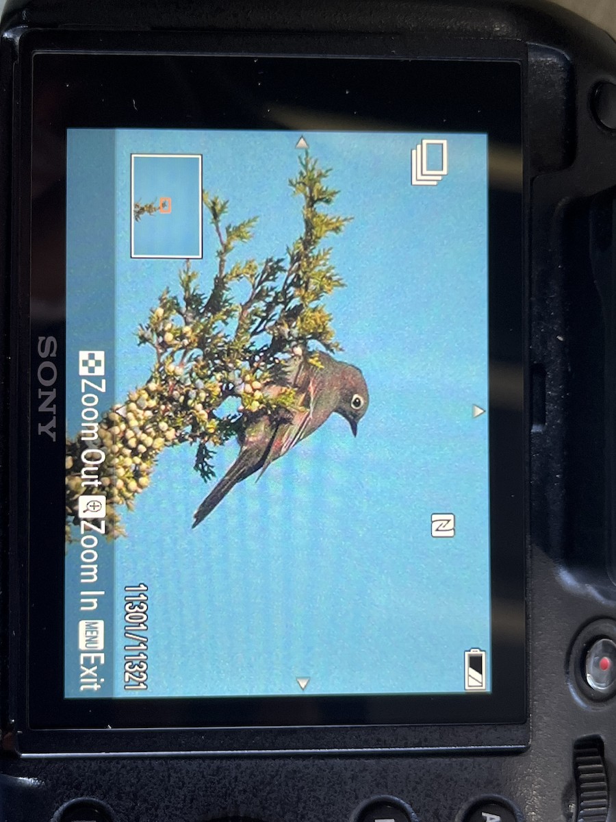 Townsend's Solitaire - ML642934052