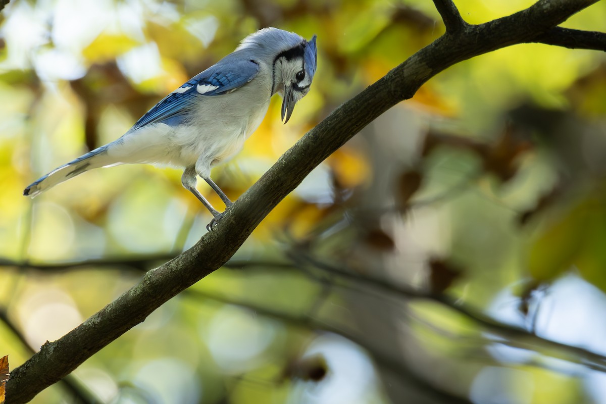 eBird Checklist - 4 Oct 2025 - Jerome Creek Nature Preserve/Donald ...
