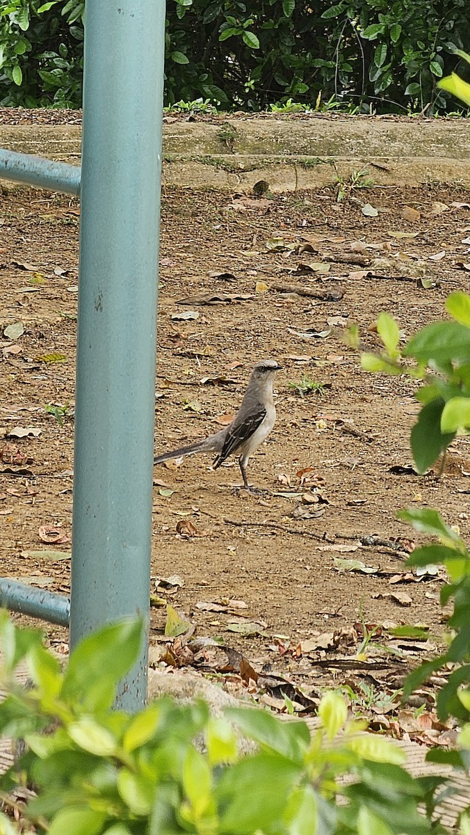 Tropical Mockingbird - ML642934094