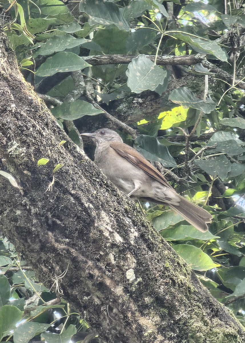 Pale-breasted Thrush - ML642934102