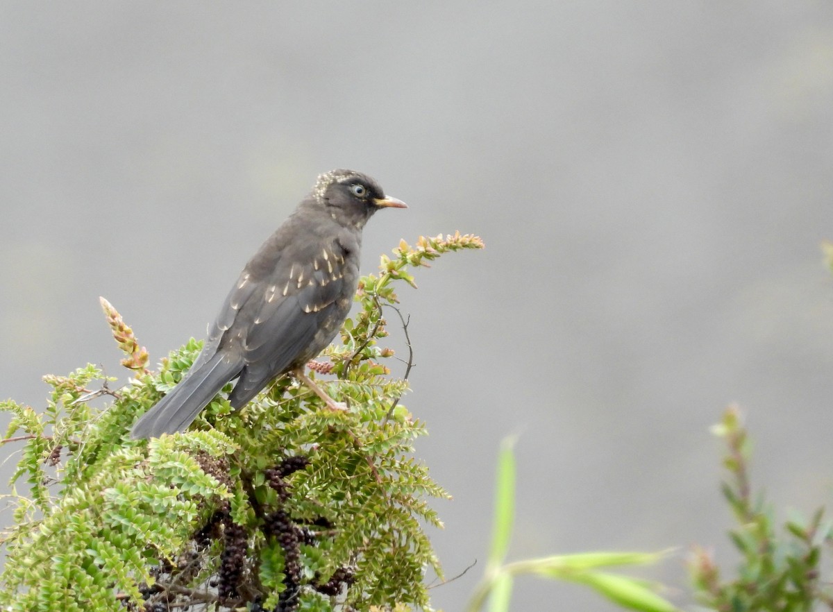 Sooty Thrush - ML642934107