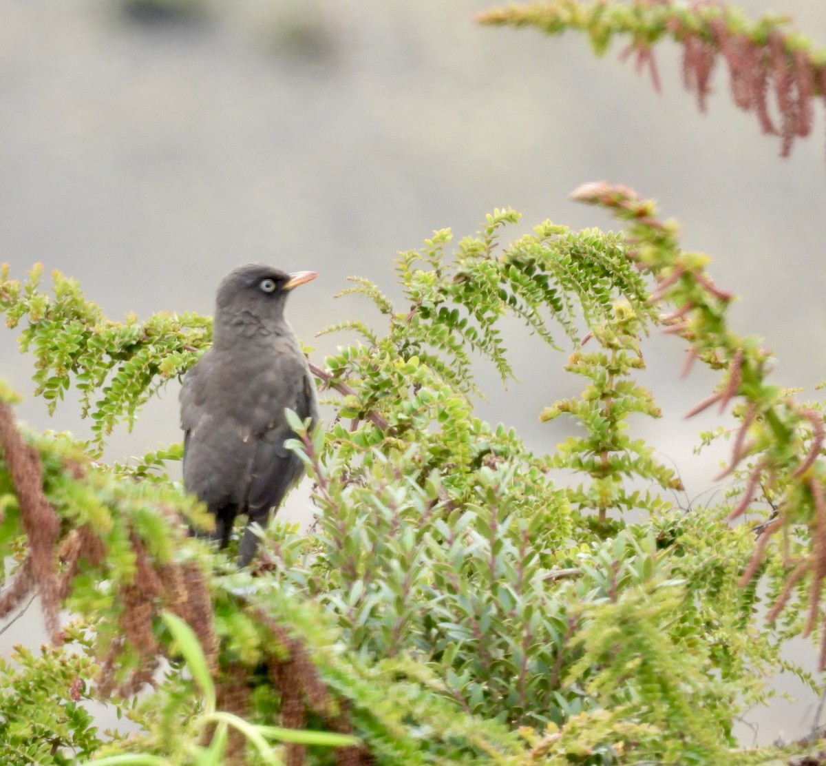 Sooty Thrush - ML642934108