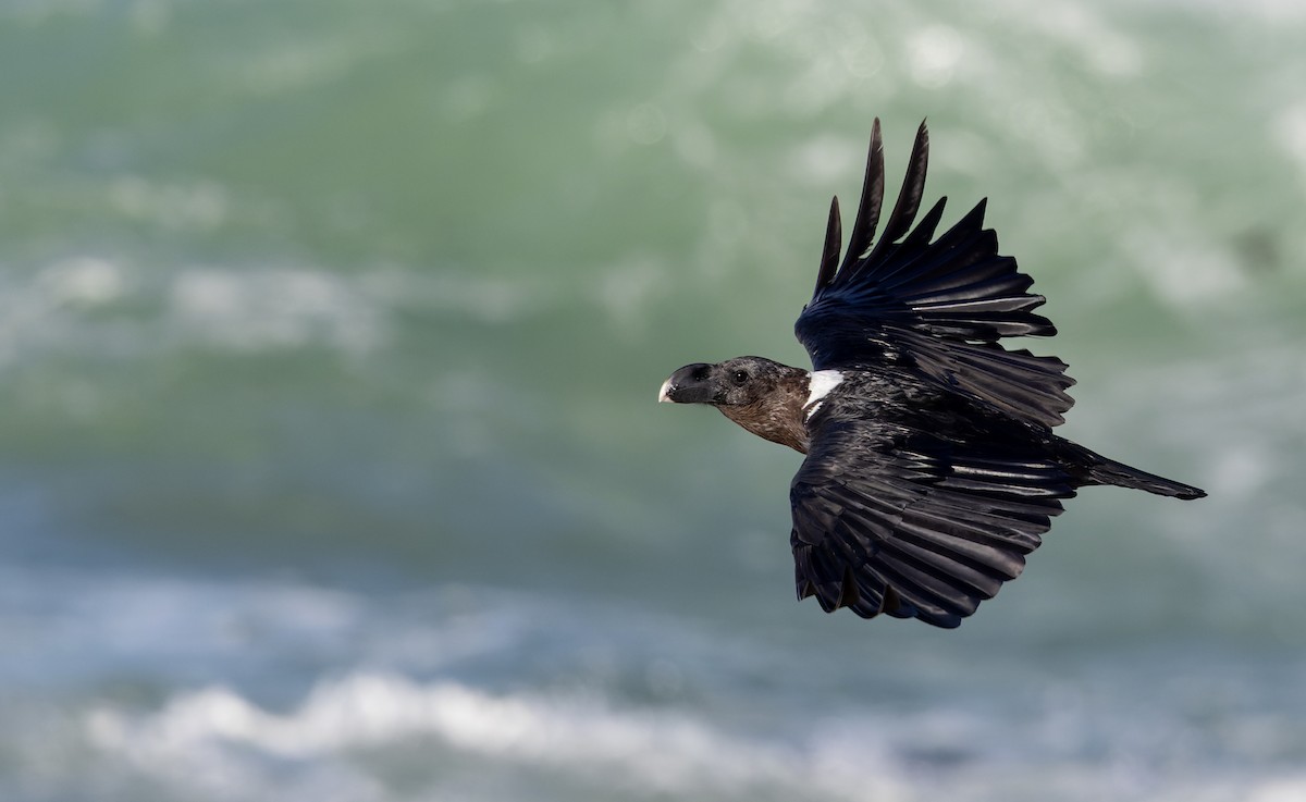 White-necked Raven - ML642934127