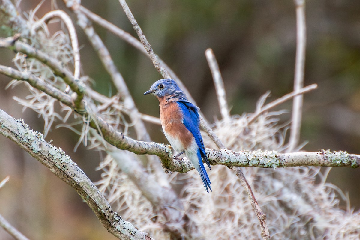 Eastern Bluebird - ML642934136