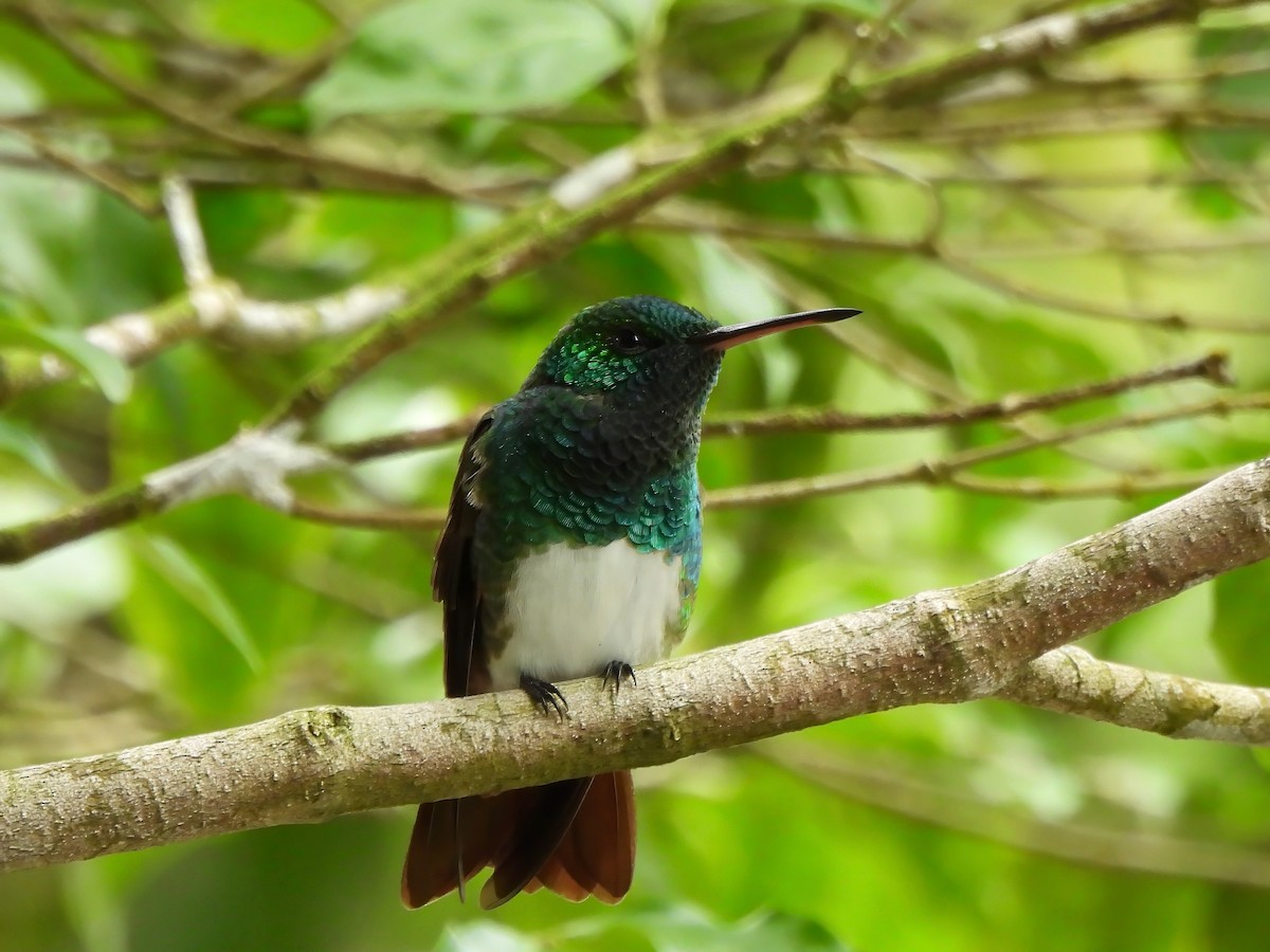 Snowy-bellied Hummingbird - ML642934139