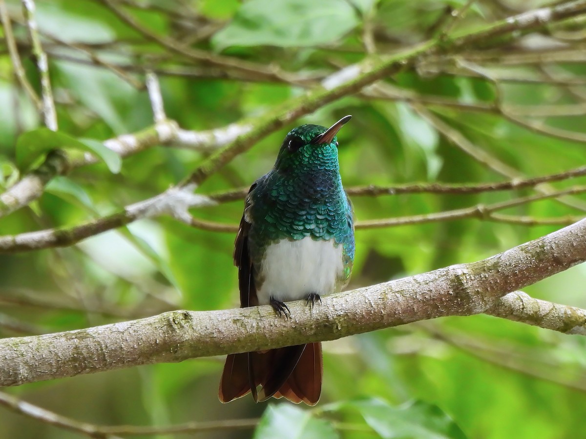 Snowy-bellied Hummingbird - ML642934140