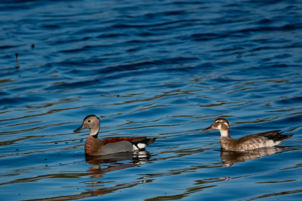 Ringed Teal - ML642934154