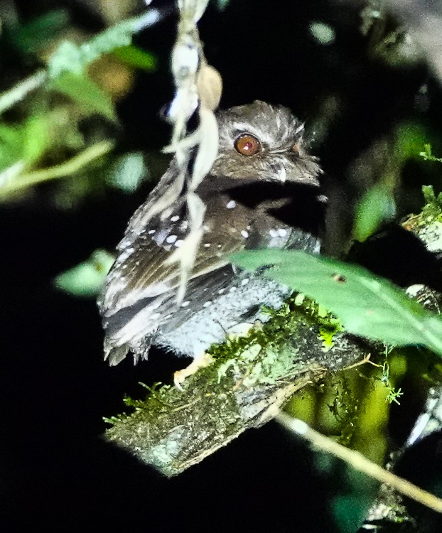 Perukauz - ML642934155