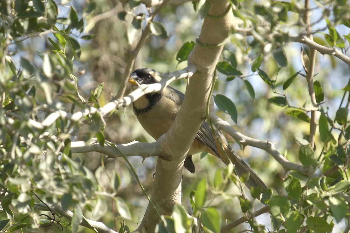 Golden-billed Saltator - ML642934176