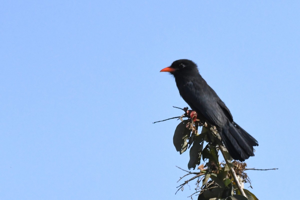 Black-fronted Nunbird - ML642934180