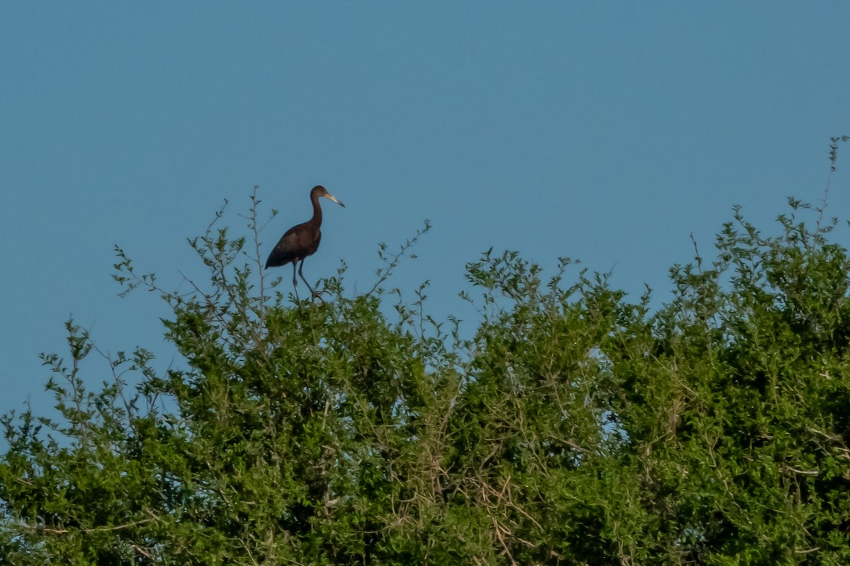 Limpkin - ML642934181