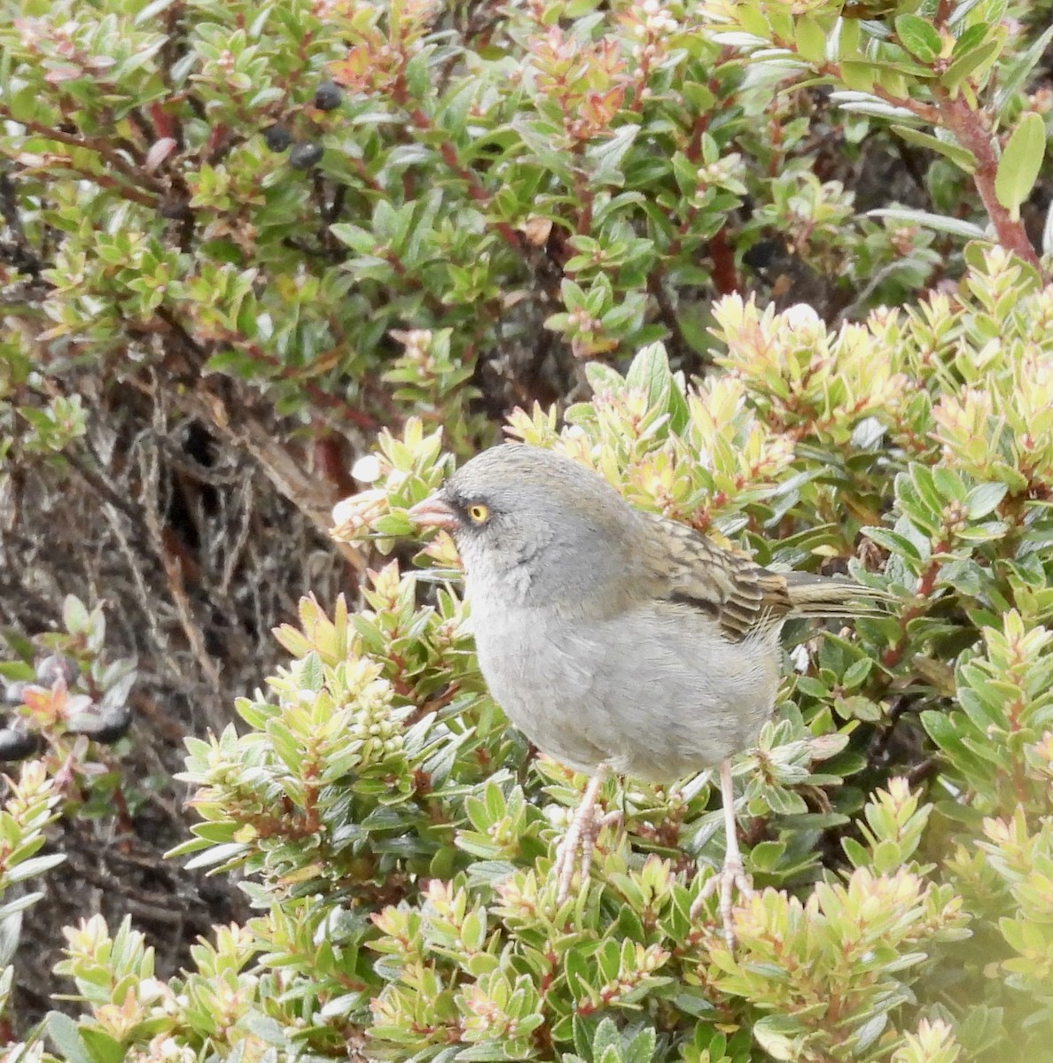Volcano Junco - ML642934182