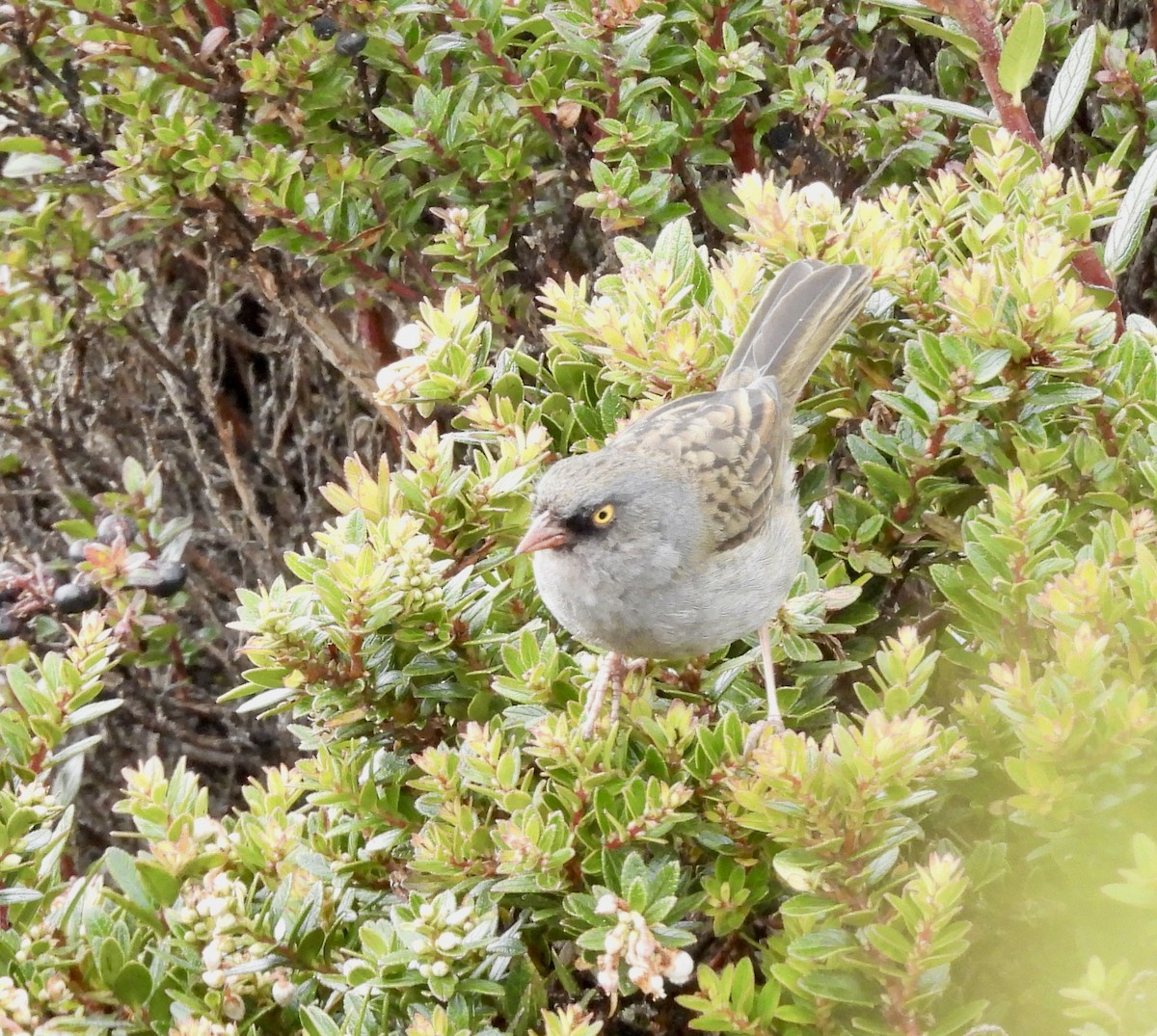Volcano Junco - ML642934183