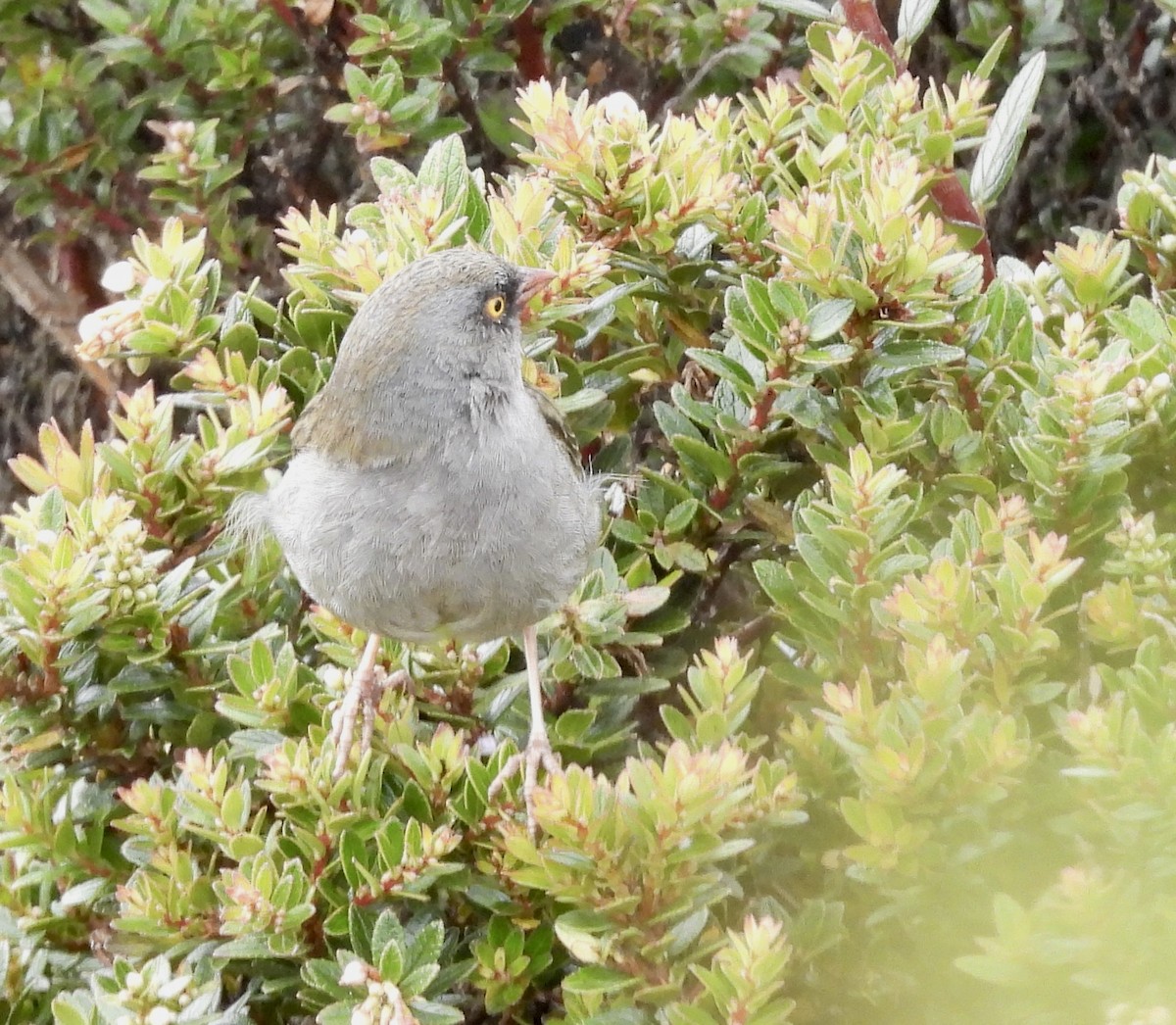 Volcano Junco - ML642934185