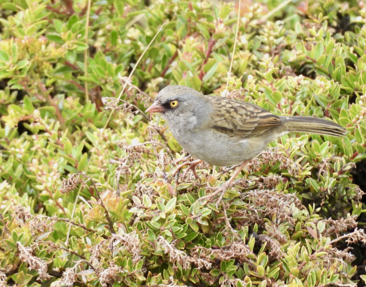Volcano Junco - ML642934186