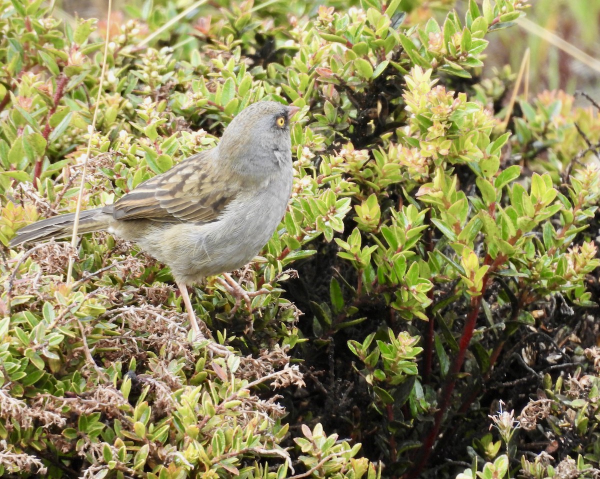 Volcano Junco - ML642934187