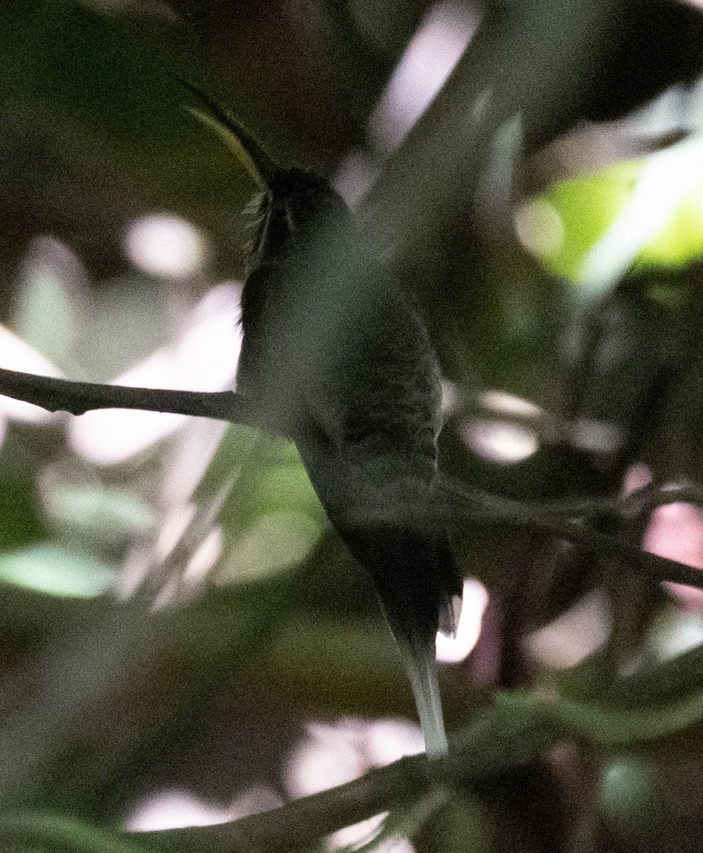 Great-billed Hermit - ML642934188