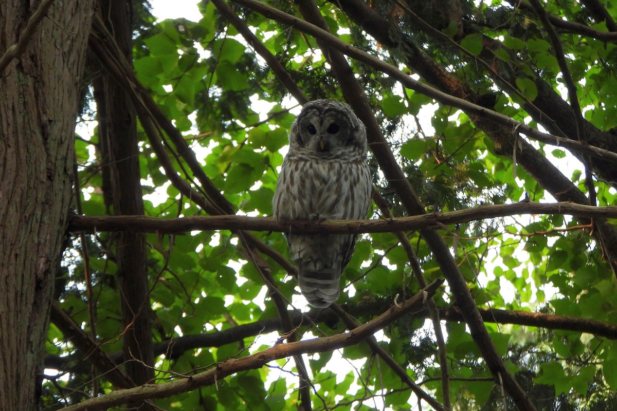 Barred Owl - ML642934223