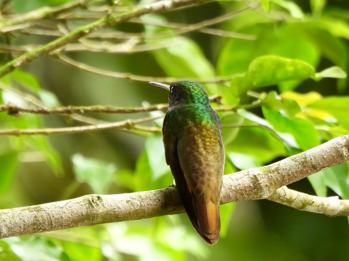 Snowy-bellied Hummingbird - ML642934231