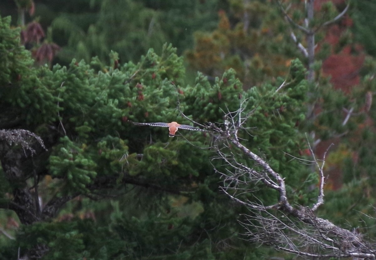 American Kestrel - ML642934236