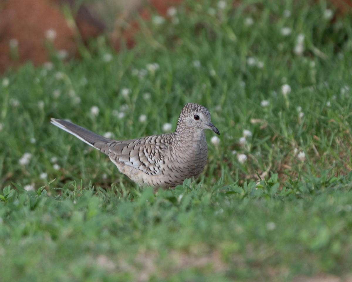 Scaled Dove - ML642934237