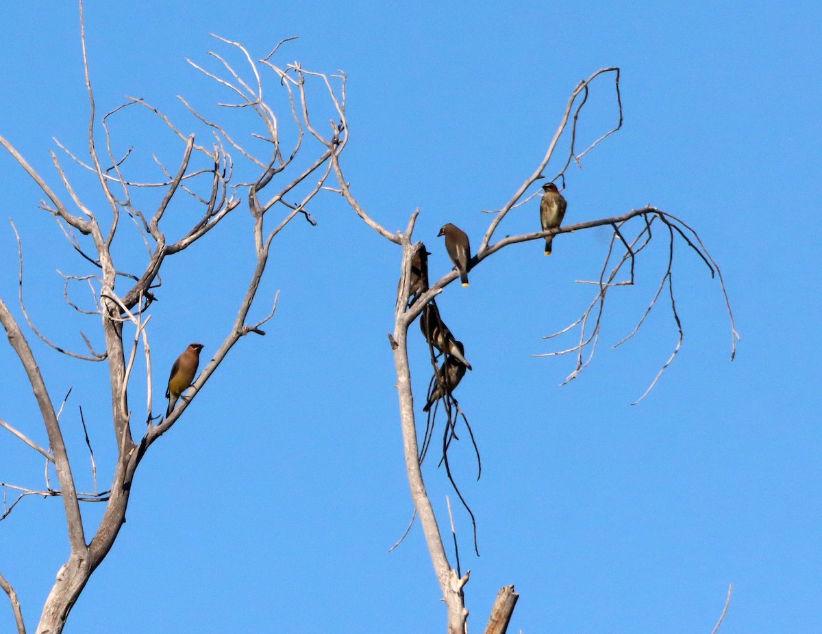 Cedar Waxwing - ML642934238