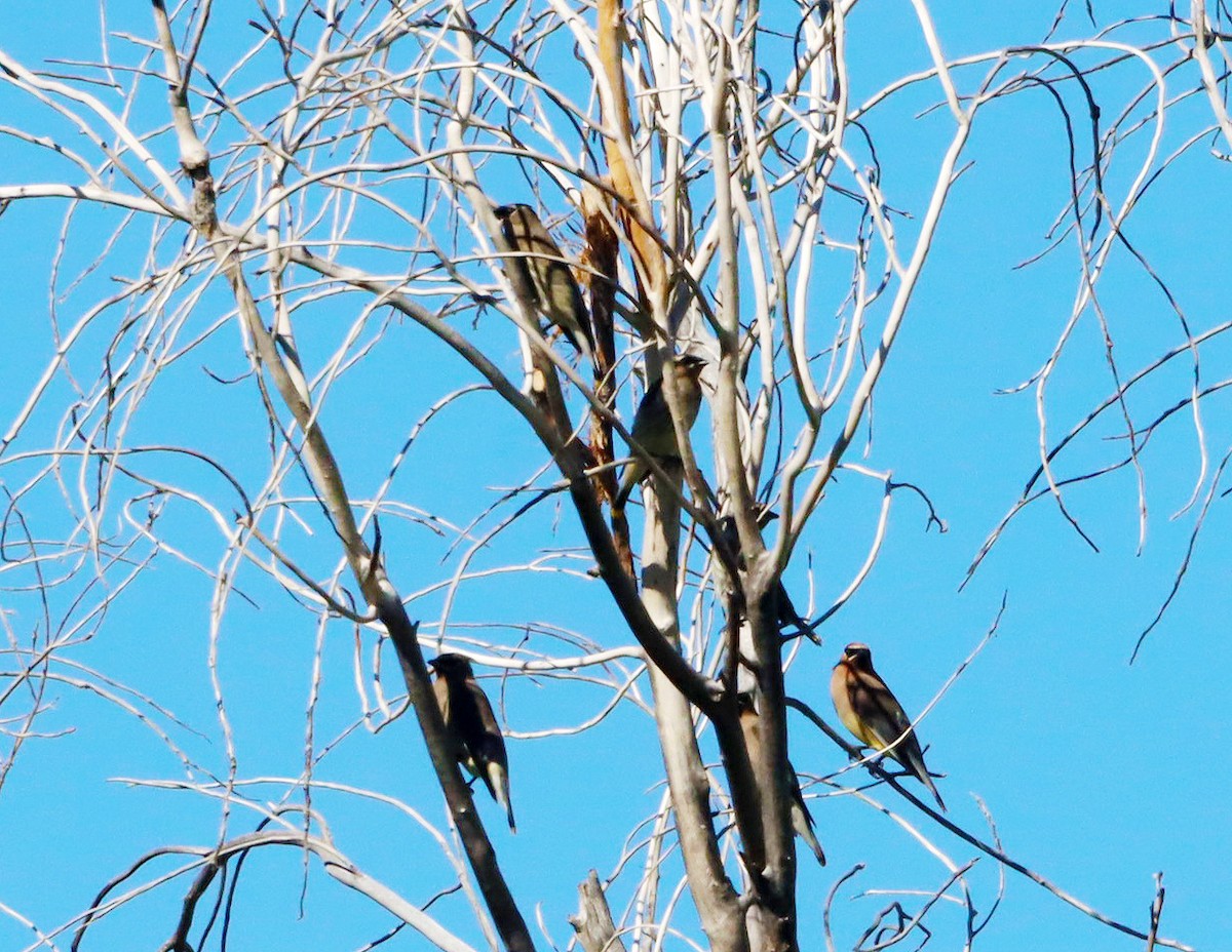 Cedar Waxwing - ML642934239